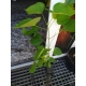 CATALPA KATALPA Surmia odporna mróz - sadzonki 60 / 80 cm